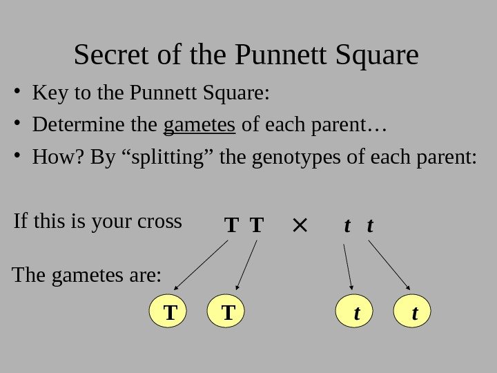 Secret of the Punnett Square • Key to the Punnett Square:  • Determine