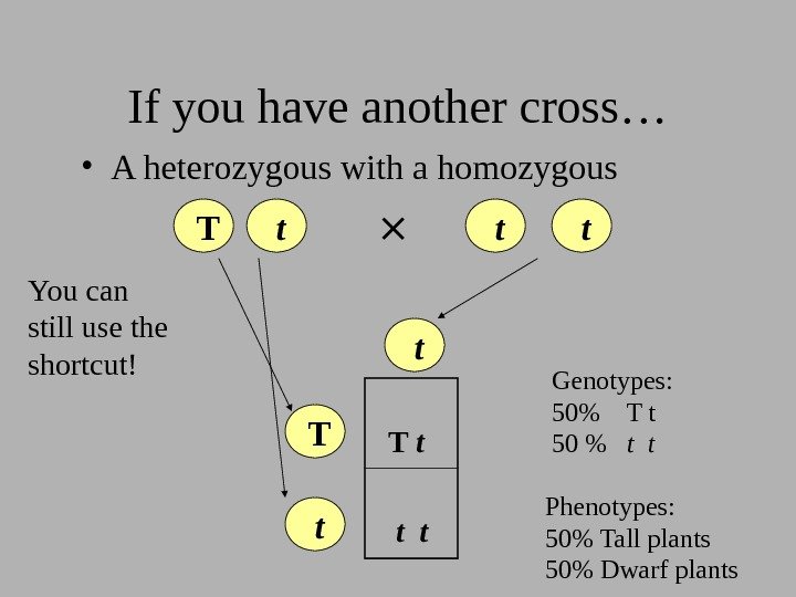 If you have another cross… • A heterozygous with a homozygous  T 