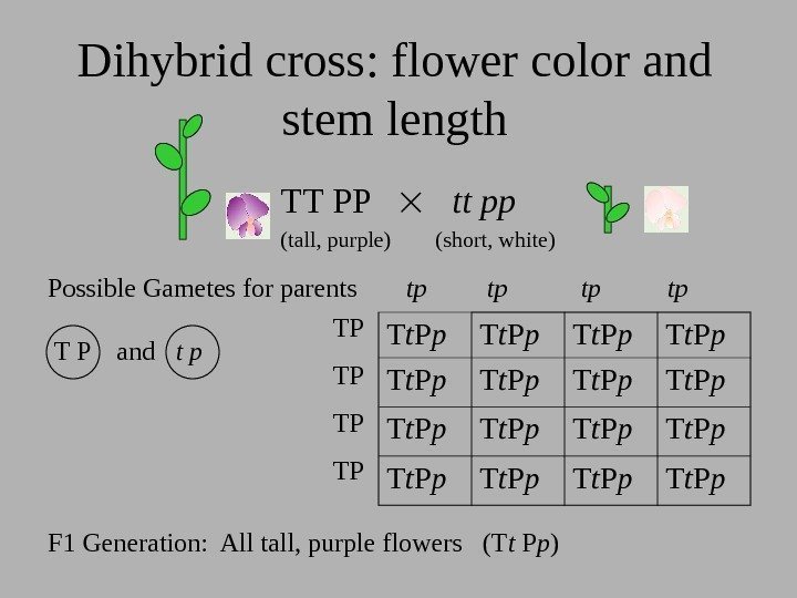 Dihybrid cross: flower color and stem length TT PP tt pp (tall, purple) (sh...