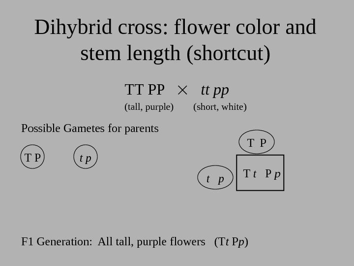 Dihybrid cross: flower color and stem length (shortcut) TT PP   tt pp