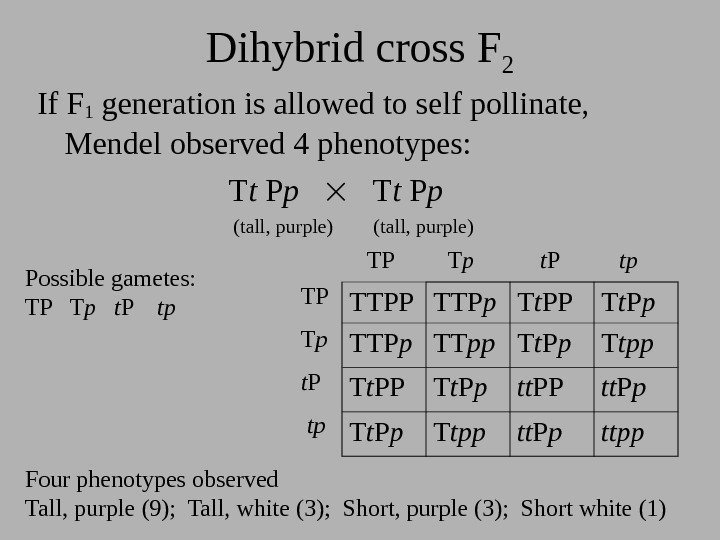 Dihybrid cross F 2 If F 1 generation is allowed to self pollinate, 