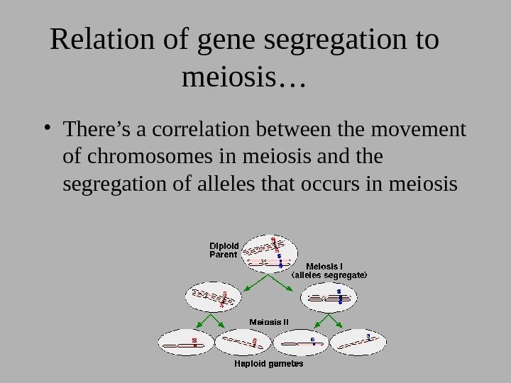 Relation of gene segregation to meiosis… • There’s a correlation between the movement of