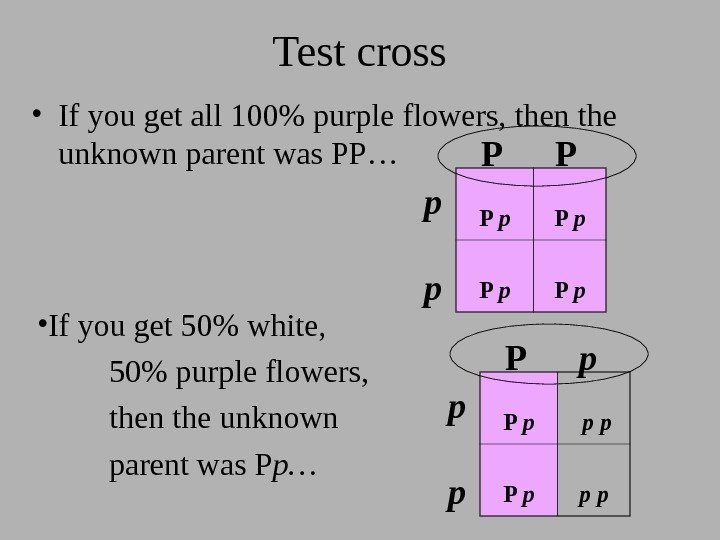 Test cross • If you get all 100 purple flowers, then the unknown parent