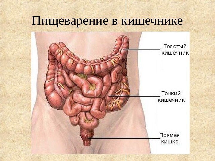Пищеварение в кишечнике 