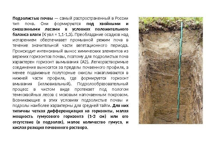 Подзолистые почвы — самый распространенный в России тип почв.  Они формируются под хвойными