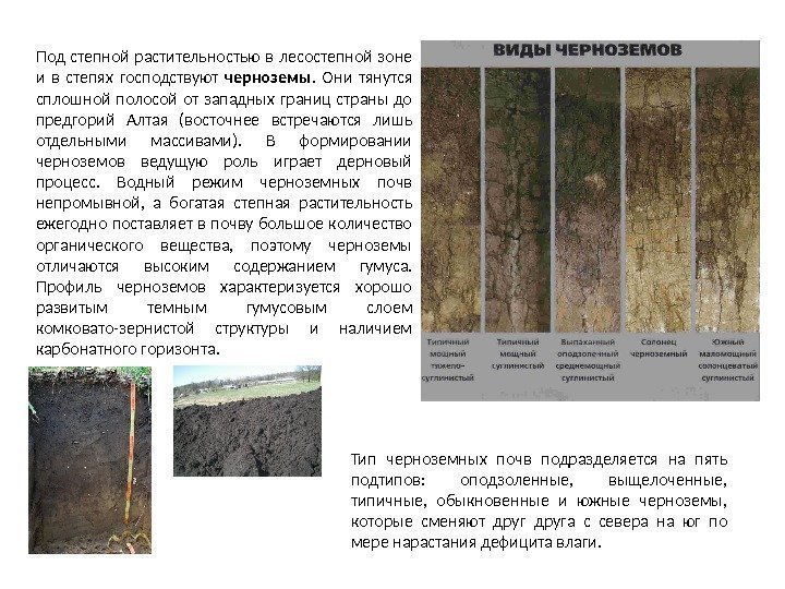 Растительный покров это почва. Чернозём характеристика почвы. Профили почв России. Описание почвенного профиля почвы Степной зоны чернозём. Черноземные почвы Степной и лесостепной зоны России.