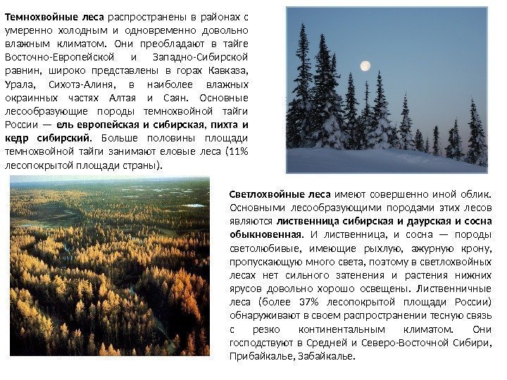 Тайга географическое положение. Растительность тайги Восточной Сибири. Географическое положение темнохвойных лесов в России.