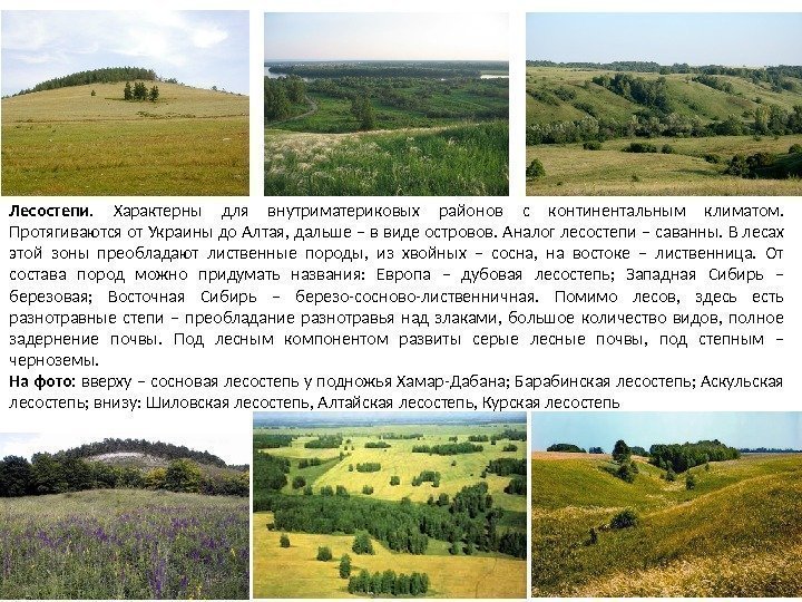 Лесостепи и степи отличаются богатством биологических ресурсов. Почвы степей и лесостепей в России. Лесостепь Украины. Лесостепи и степи растения.