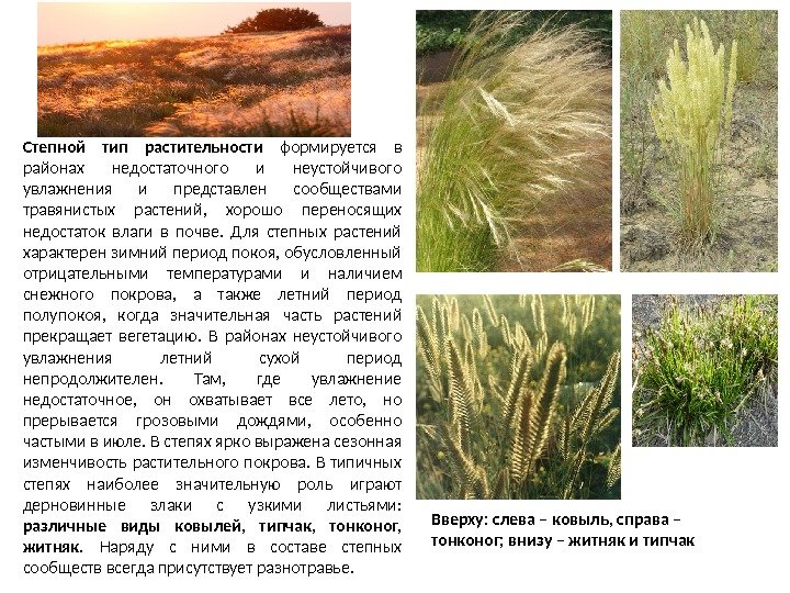 Степь почвы растения животные. Растения Степной зоны. Виды Степной растительности. Степной Тип растительности России. Тип растительности в степи.