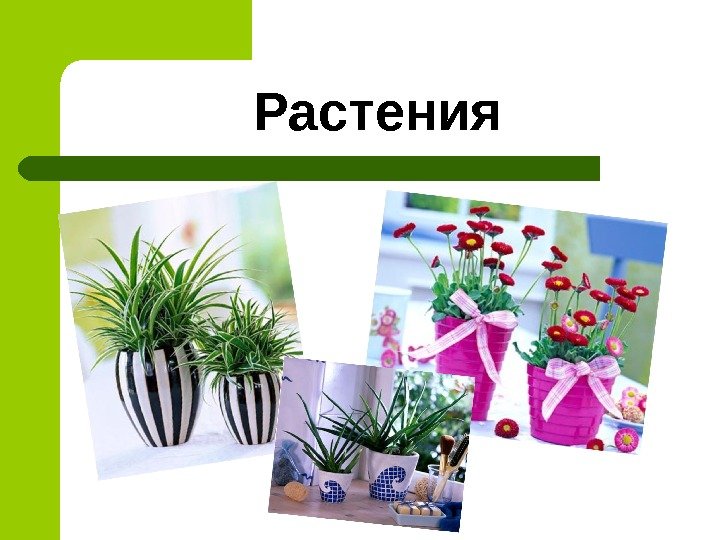    Растения 