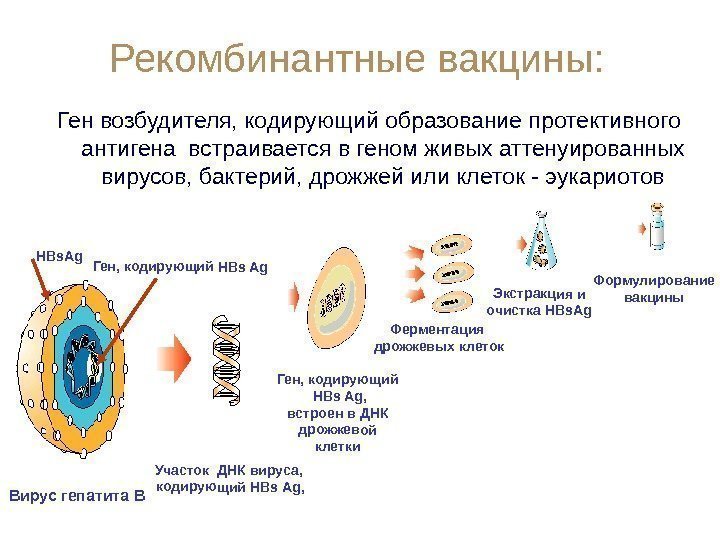   Рекомбинантные вакцины: Ген возбудителя, кодирующий образование протективного антигена встраивается в геном живых