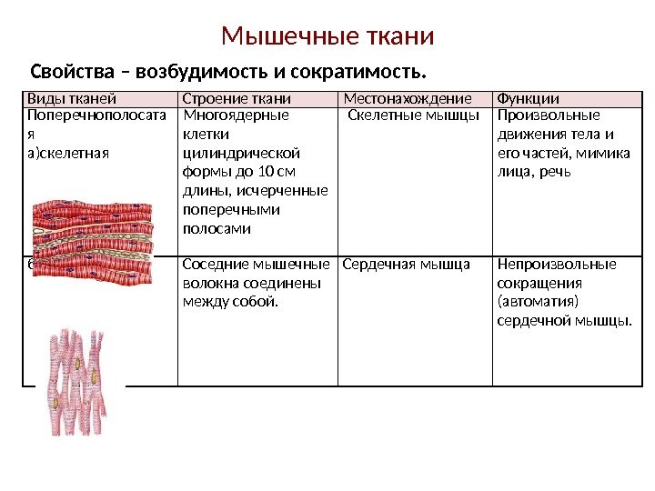 Структурная единица мышечной ткани. Поперечно полосатая Скелетная ткань функции. Скелетная мышечная ткань строение функции местонахождение. Особенности строения поперечно полосатой скелетной мышечной ткани. Поперечнополосатая мышечная ткань строение и функции.