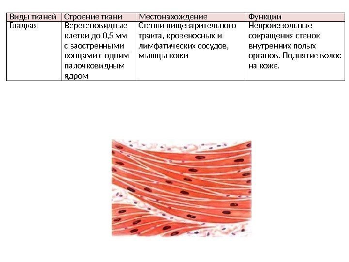 Виды тканей Строение ткани Местонахождение Функции Гладкая Веретеновидные клетки  до 0, 5 мм