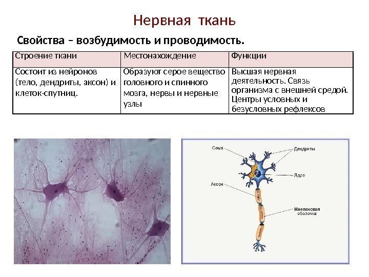 Нервная ткань Строение ткани Местонахождение Функции Состоит из нейронов (тело, дендриты, аксон) и клеток-спутниц.