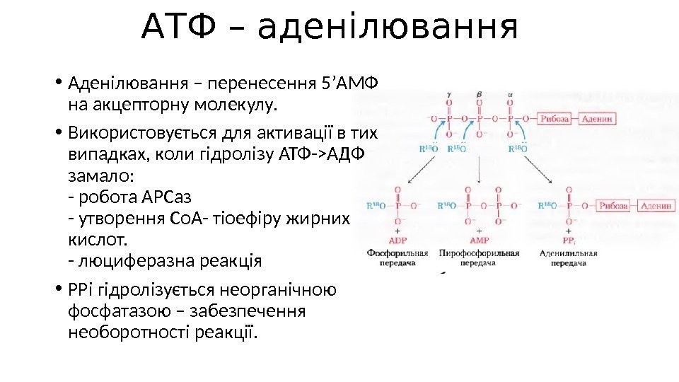 Углевод в составе атф. АТФ АДФ структура. Образование АТФ.