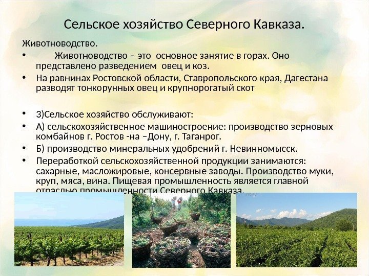 Сельское хозяйство Северного Кавказа. Животноводство.  •  Животноводство – это основное занятие в