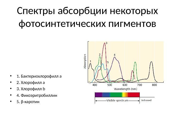 Спектры абсорбции некоторых фотосинтетических пигментов • 1. Бактериохлорофилл а • 2. Хлорофилл а •