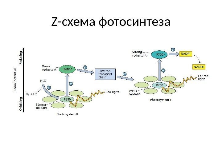 Z -схема фотосинтеза 