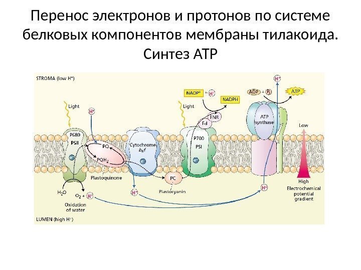 Перенос электронов и протонов по системе белковых компонентов мембраны тилакоида.  Синтез АТР 