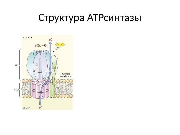 Структура АТРсинтазы 