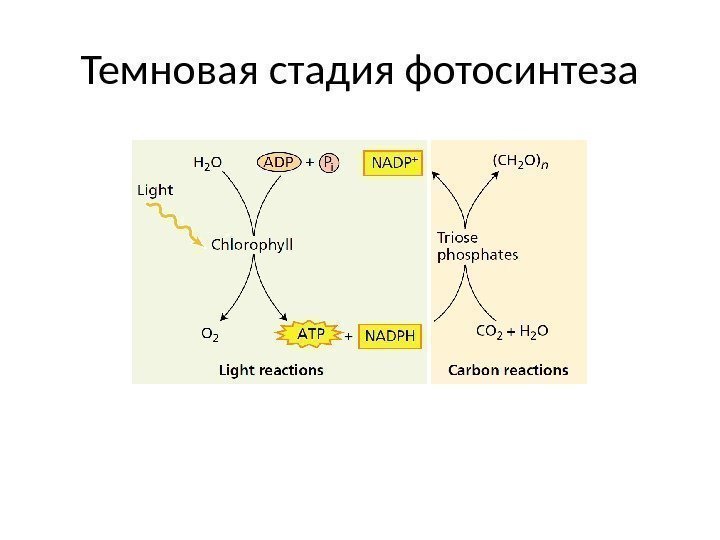 Темновая стадия фотосинтеза 