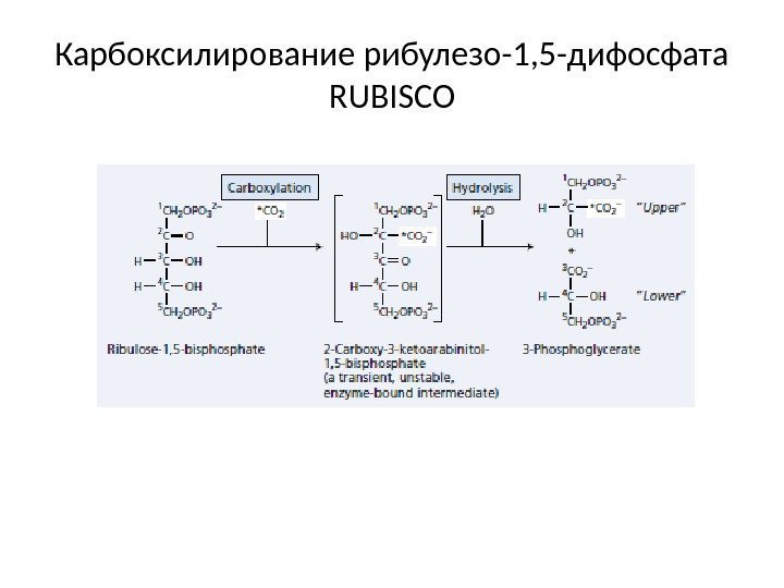 Карбоксилирование рибулезо-1, 5 -дифосфата RUBISCO 