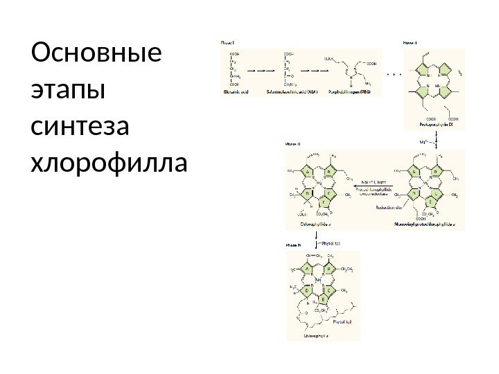 Основные этапы синтеза хлорофилла 
