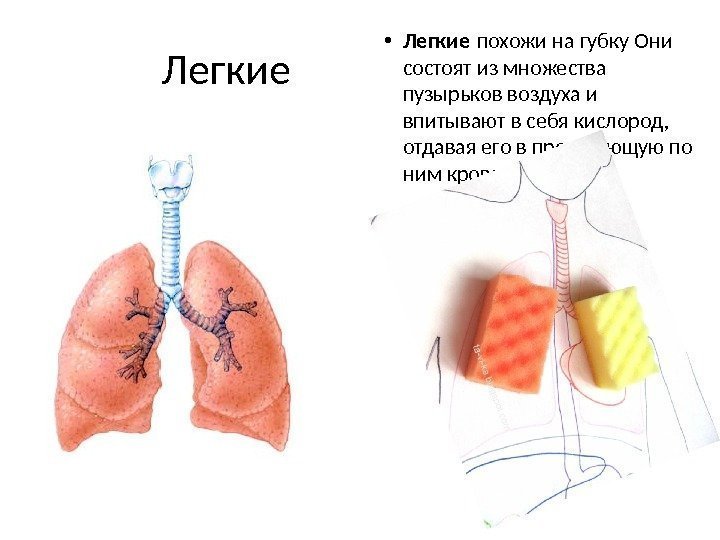 Легкие • Легкие похожи на губку Они  состоят из множества пузырьков воздуха и