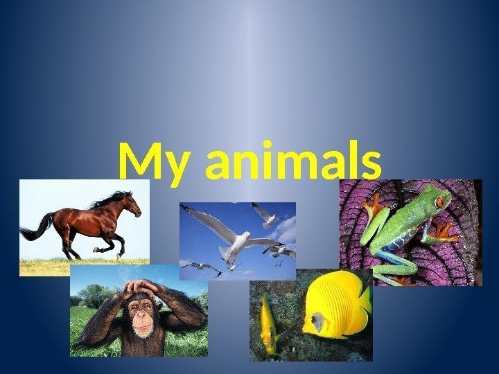 My animals 
