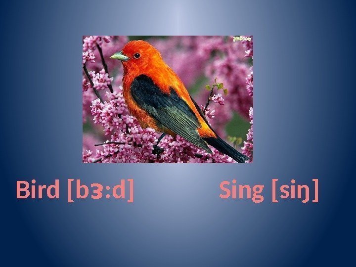 Bird [b : d]ᴈ Sing [siŋ] 