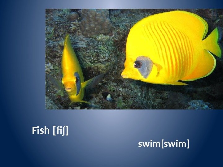 Fish [fiʃ] swim[swim] 
