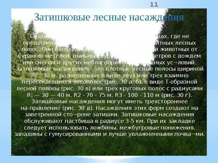 11 Затишковые лесные насаждения Создают на постоянных и сезонных пастбищах, где не предусмот¬рено выращивание