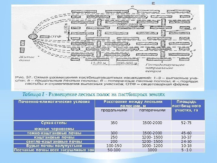5 Почвенно-климатические условия Расстояние между лесными полосами, м Площадь пастбищ-но го участка, гапродольными поперечными