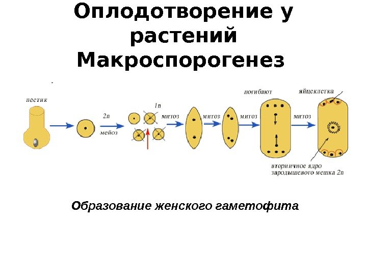 Оплодотворение у растений Макроспорогенез  Образование женского гаметофита 