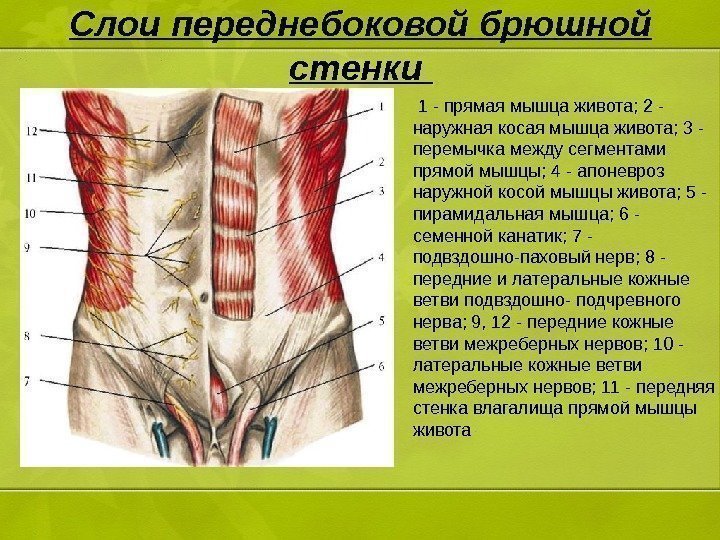 Слои переднебоковой брюшной стенки  1 - прямая мышца живота; 2 - наружная косая