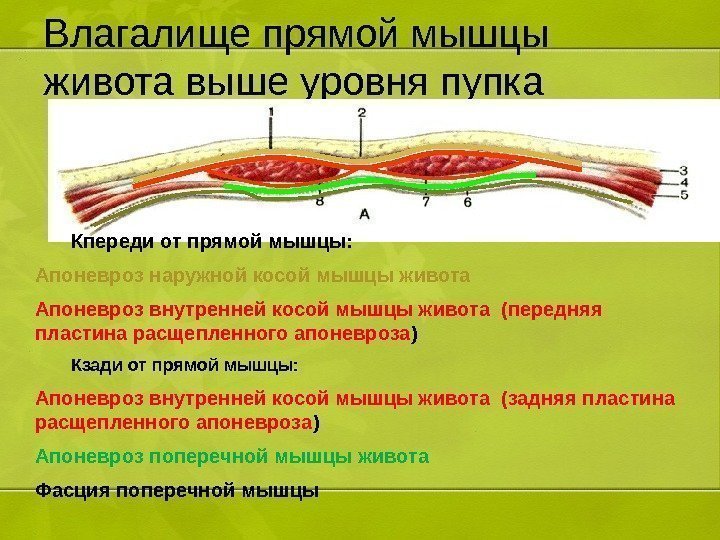 Влагалище прямой мышцы живота выше уровня пупка Кпереди от прямой мышцы: Апоневроз наружной косой