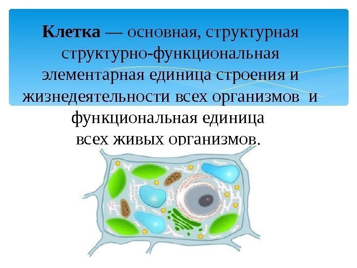 Основная структурно функциональная единица. Клетки основная структурная и функциональная единица. Клетка основная структурная и функциональная. Основные структурные единицы клетки. Основные структурные единицы растительной клетки.