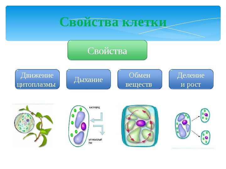 Химические свойства клетки