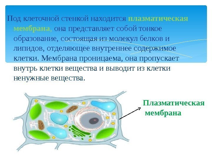 Плазматическая мембрана клетки растений