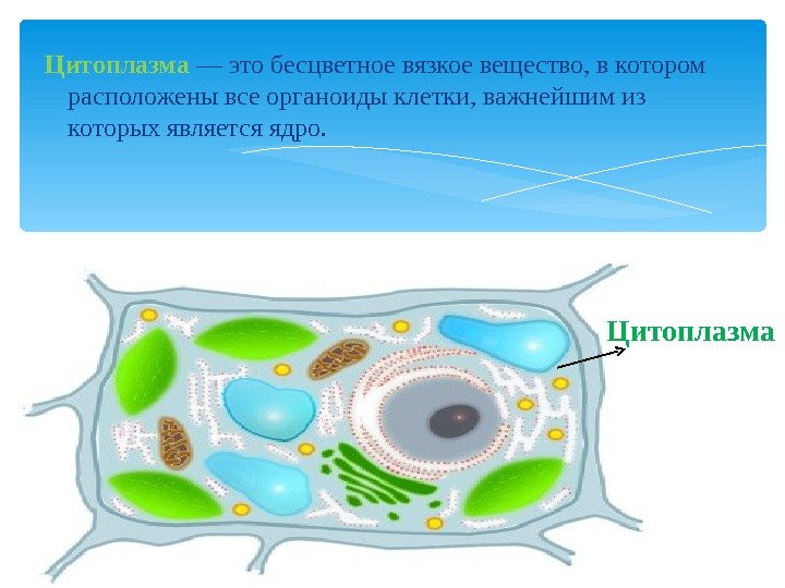 На рисунке цитоплазма обозначена цифрой. Строение цитоплазмы растительной клетки. Цитоплазма в клетке растения. Состав цитоплазмы растительной клетки. В цитоплазме растительной клетки находятся.