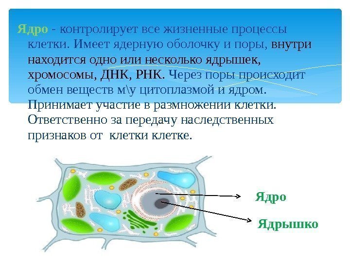 Описание клеток. Ядро растительной клетки. Ядро клетки растения. Клетки растений имеют ядро. Строение поры клетки.