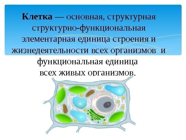 Клетка — основная, структурная структурно-функциональная элементарная единица строения и жизнедеятельности всех организмов и функциональная