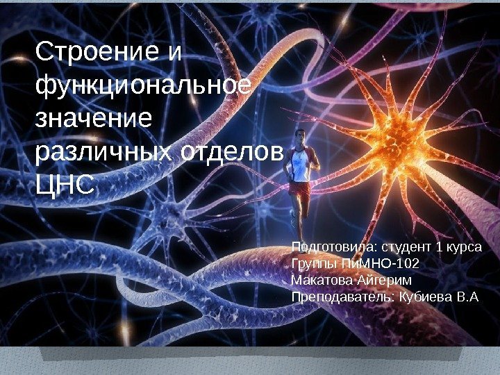 Строение и функциональное значение различных отделов ЦНС Подготовила: студент 1 курса Группы Пи. МНО-102