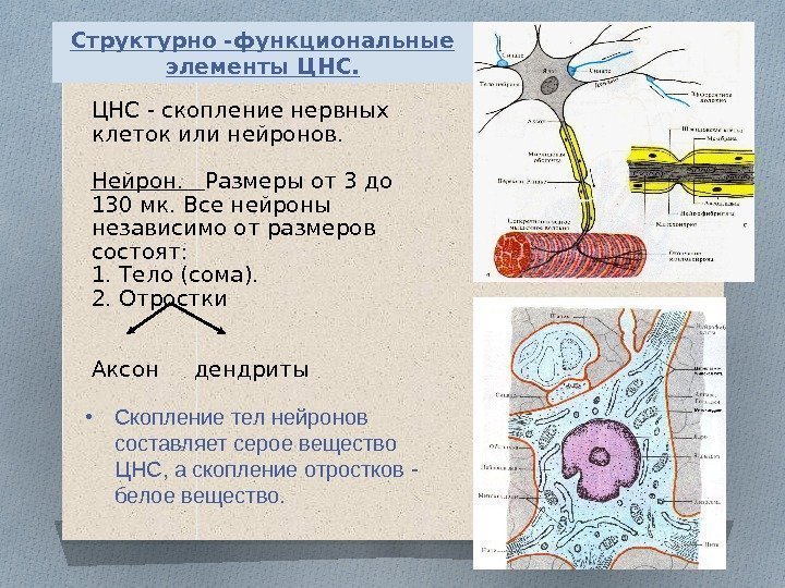 ЦНС - скопление нервных клеток или нейронов.  Нейрон. Размеры от 3 до 130