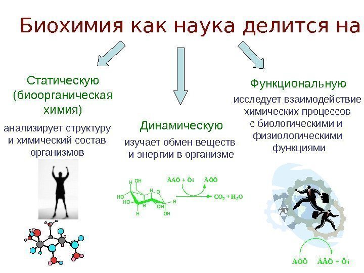 Биохимия как наука делится на: Статическую (биоорганическая химия) анализирует структуру и химический состав организмов