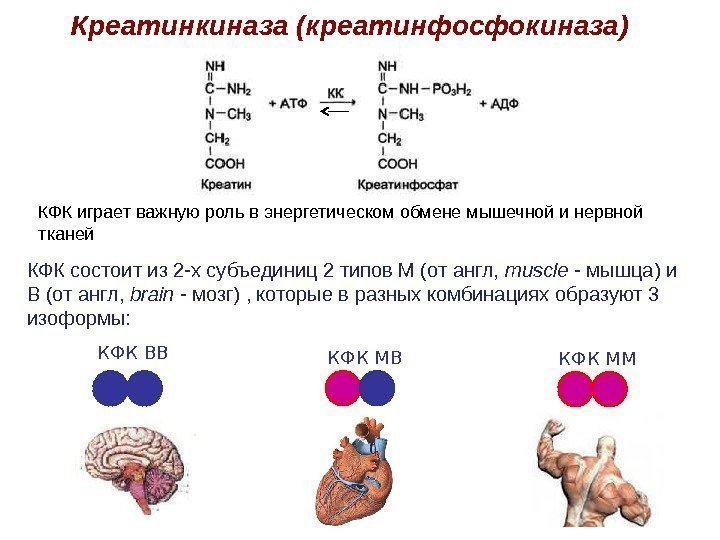 Креатинкиназа (креатинфосфокиназа) КФК состоит из 2 -х субъединиц 2 типов М (от англ, 
