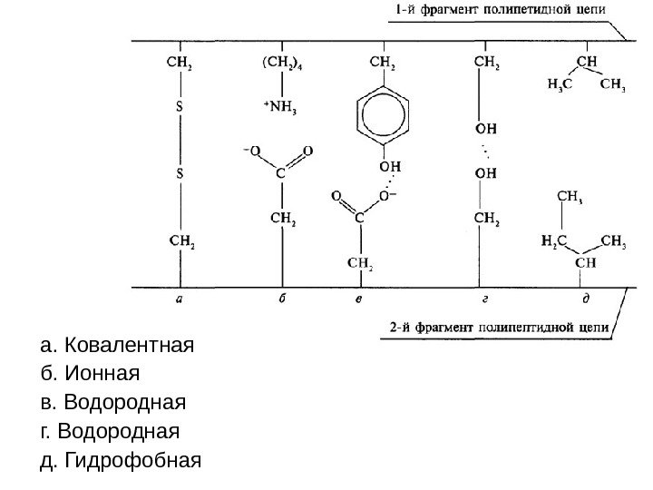   а. Ковалентная б. Ионная в. Водородная г. Водородная д. Гидрофобная 