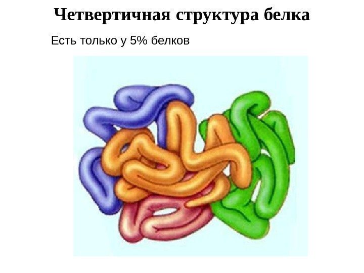   Четвертичная структура белка Есть только у 5 белков 