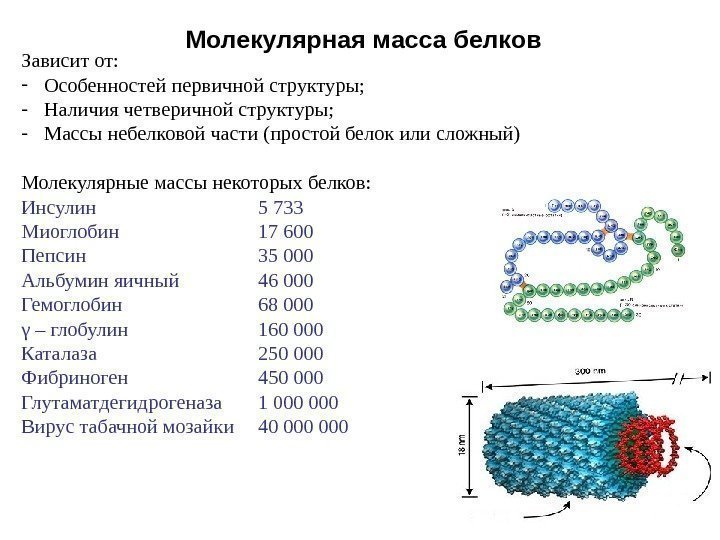   Молекулярная масса белков Зависит от: - Особенностей первичной структуры; - Наличия четверичной