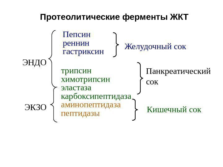   Пепсин рен н ин гастриксин ЭНДО ЭКЗО Желудочный сок Панкреатический сок Кишечный